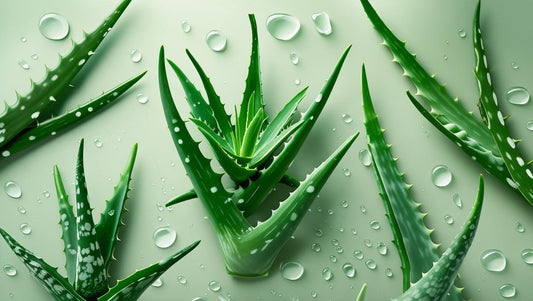 Aloe Vera Skin Benefits: Why This Ancient Plant Is Still a Skincare Superstar!